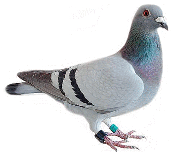 pigeon-voyageur.png